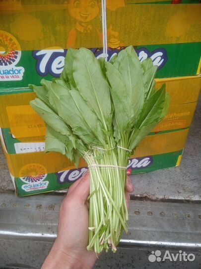 Щавель рукола свежие