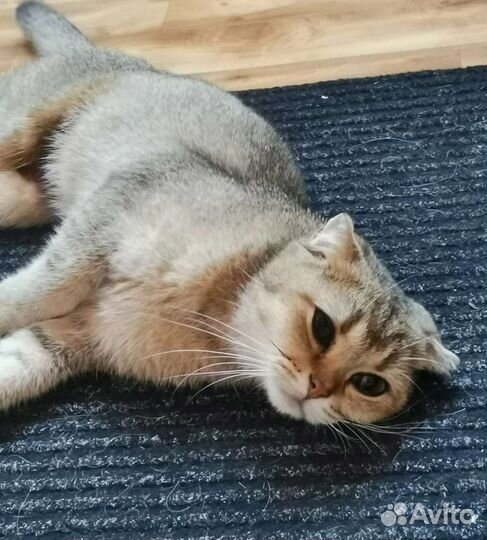 Мася ищет дом