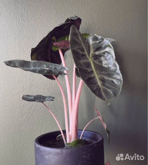 Алоказия обмен