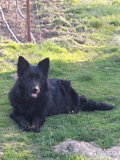 Щенки чёрной немецкой длинношёрстный овчарки