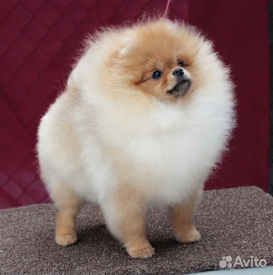 Породный груминг (стрижка) шпицев