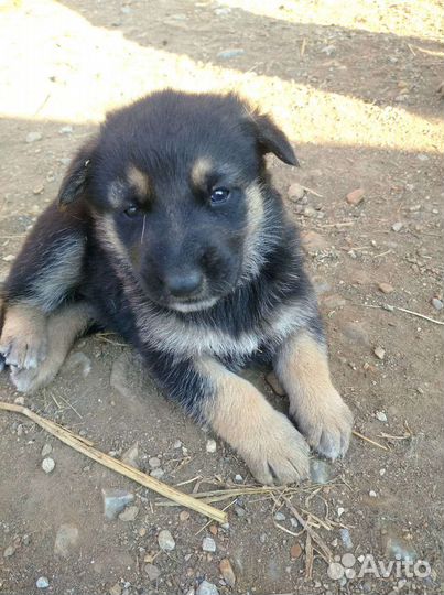 Щенки от немецкой овчарки