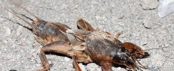 Креветка медведка