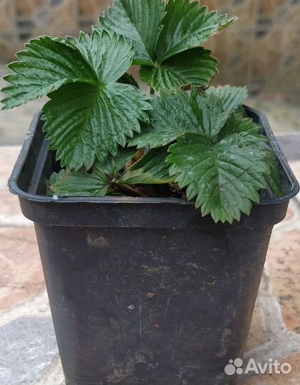 Рассада клубники и земляники