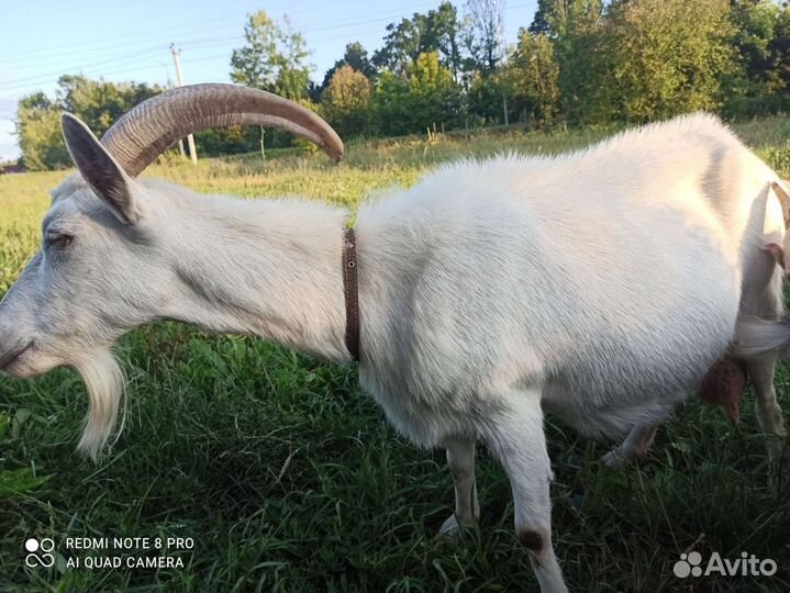 Продаю козу