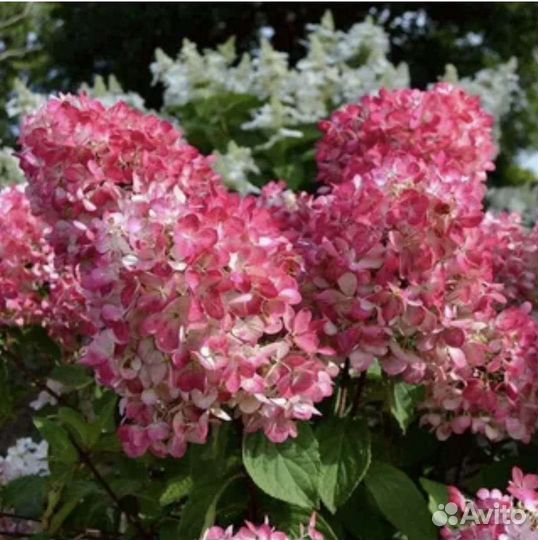 Гортензия метельчатая Пинк Даймонд