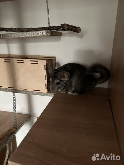 Шиншиллы с витриной