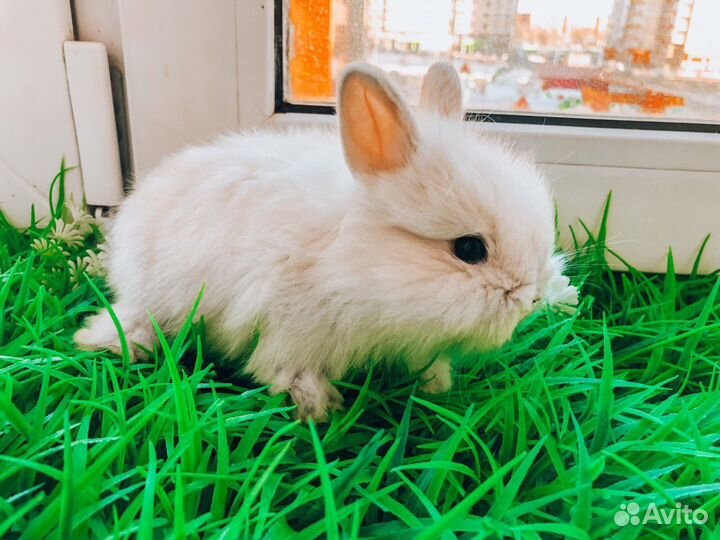 Карликовый кролик