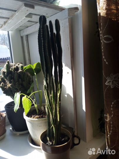 Цветы домашние