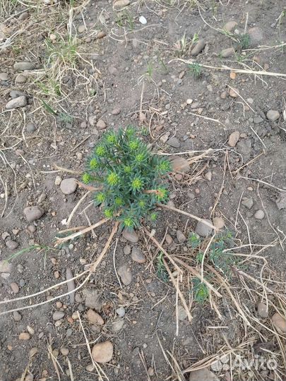 Молочай кипорисовый