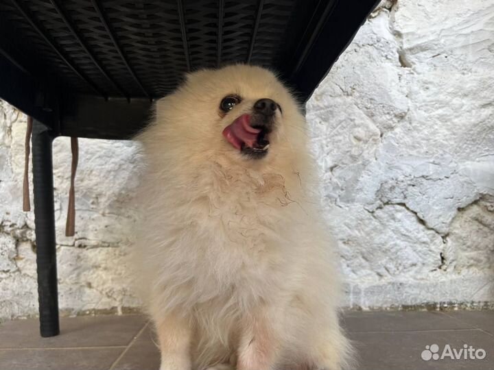 Померанский шпиц