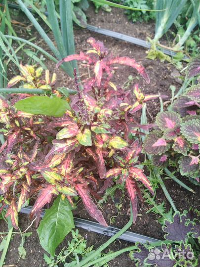 Колеусы ,очиток