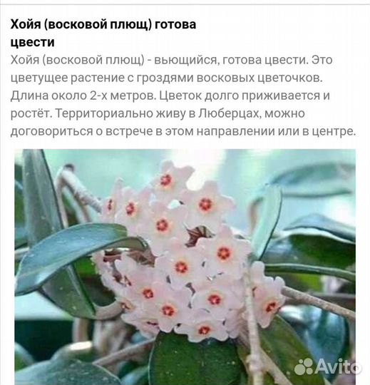 Хойя восковой плющ Отростки