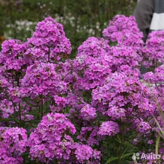 Флокс Хесперис