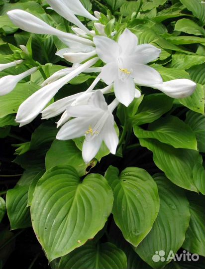 Хоста подорожниковая