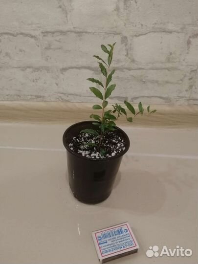 Гранат декоративный