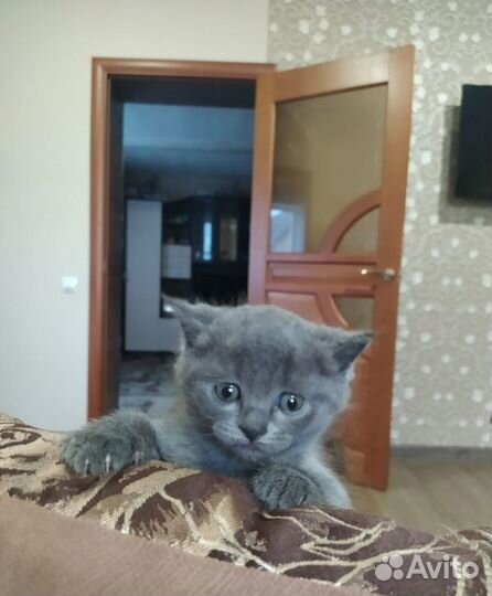 Британская