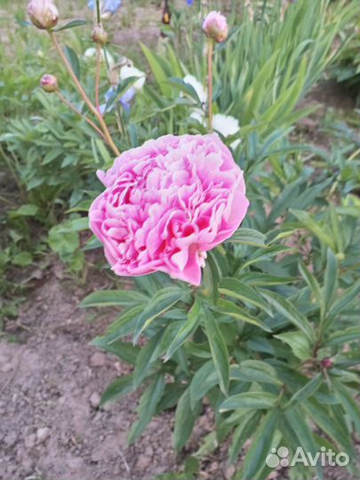 Цветы, кустарники