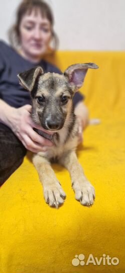 Щегок-девочка в добрые руки