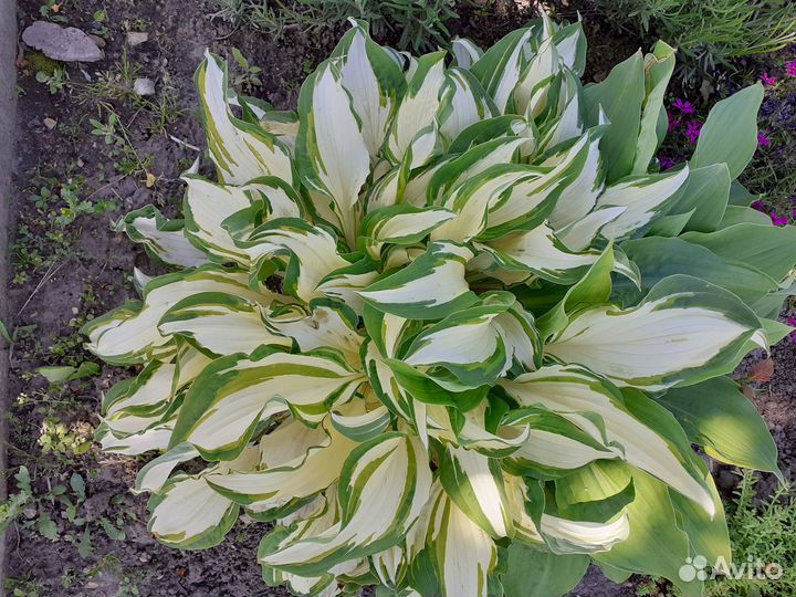 Папоротник садовый и хосты