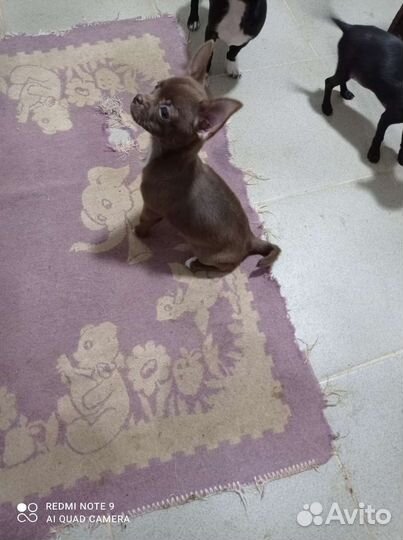 Девочки куколки