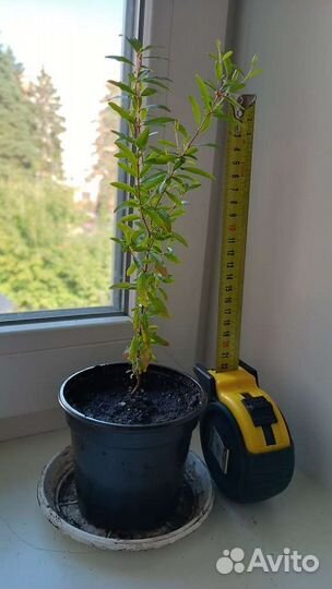 Гранат комнатный