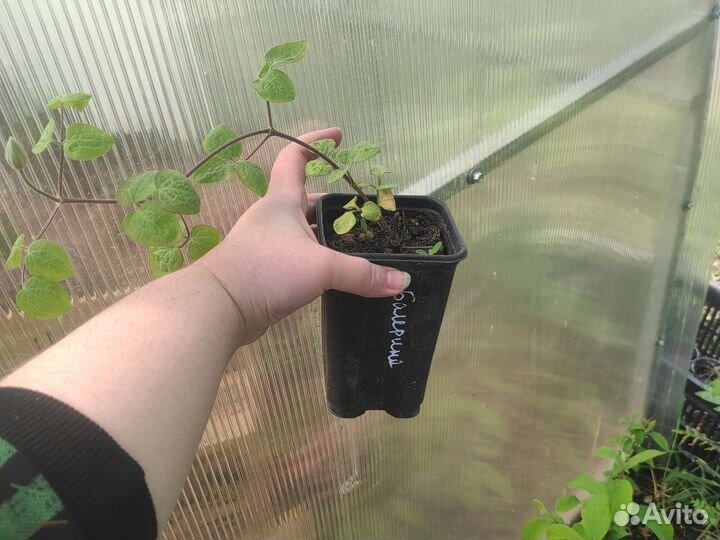 Саженцы клематисов