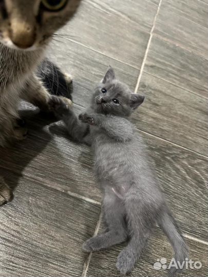 Британские котята бесплатно