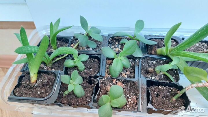 Крассула овата толстянка, алое вера, каланхоэ