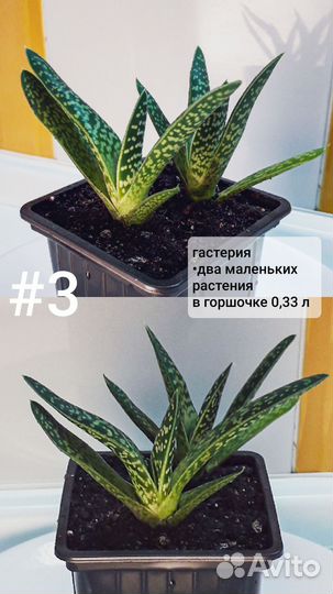 Гастерия суккулент Доставка