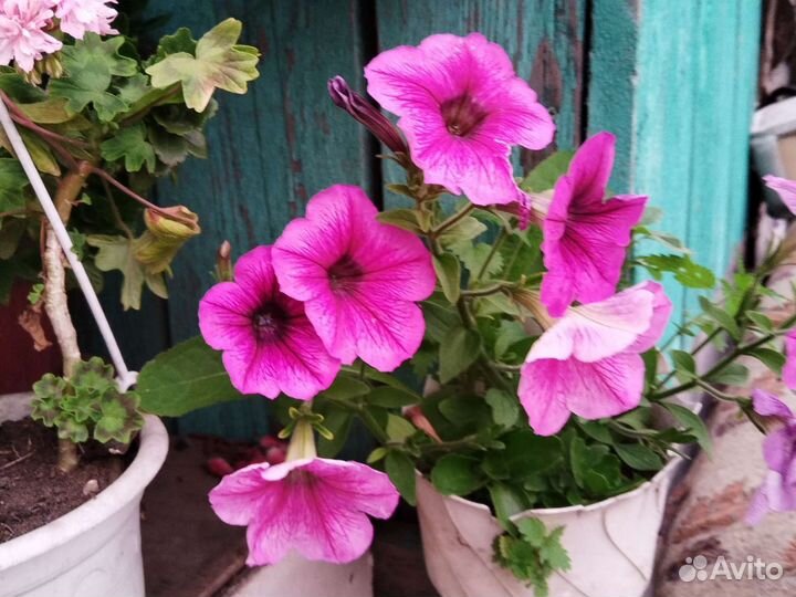 Пеларгонии