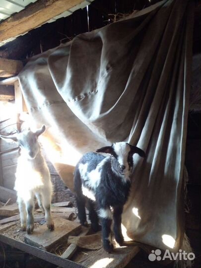 Нубийские козы козлята