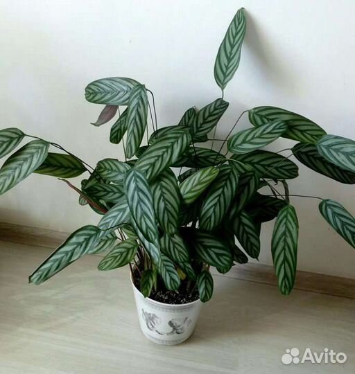 Ктенанта. Бегония тигровая