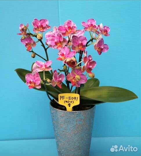 Орхидея фаленопсис