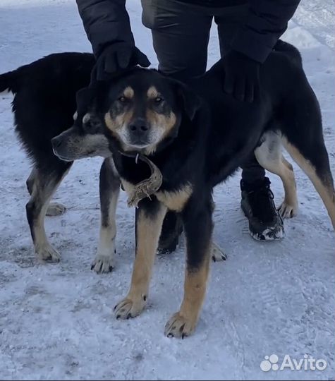 Добрые собаки в добрые руки