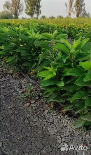 Саженцы черешни и вишни