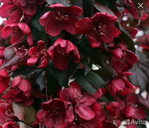 Яблоня Роялти декоративная