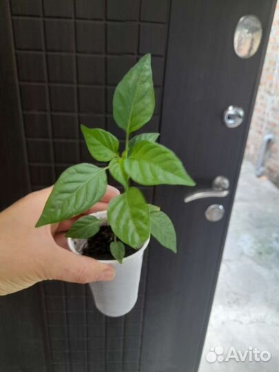 Комнатные растения