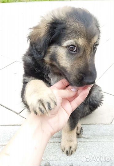 Щенок в добрые руки