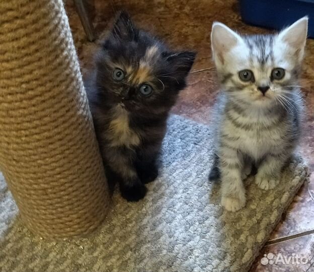 Котята от Персидской кошки