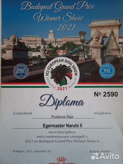 Дратхаар вязка