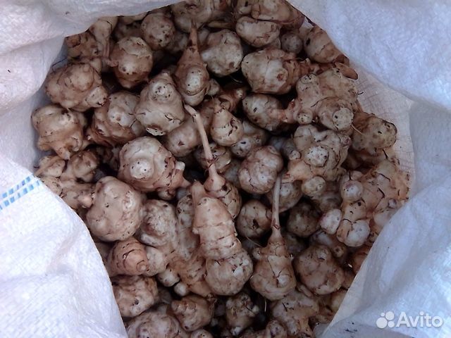 Топинамбур клубни