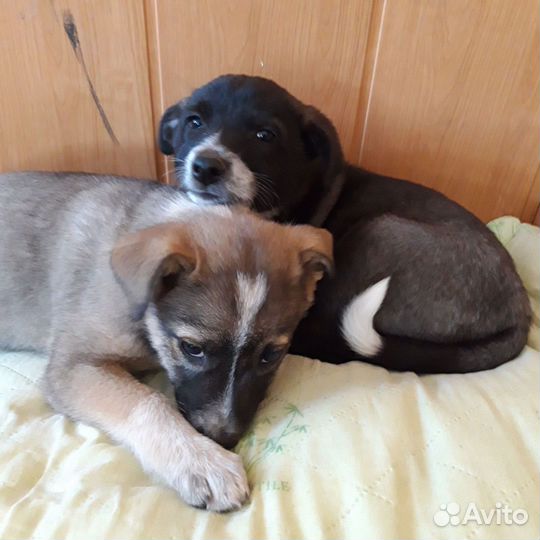 Щеночки в добрые руки