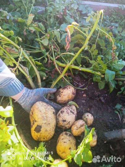 Продам картофель
