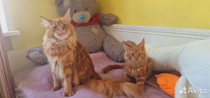 Котята мейн-кун девочка полидакт