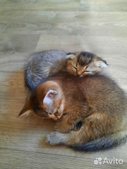 Британские котята