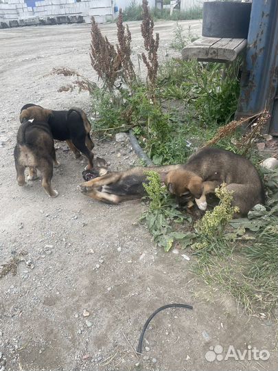 Собаки щенки бесплатно