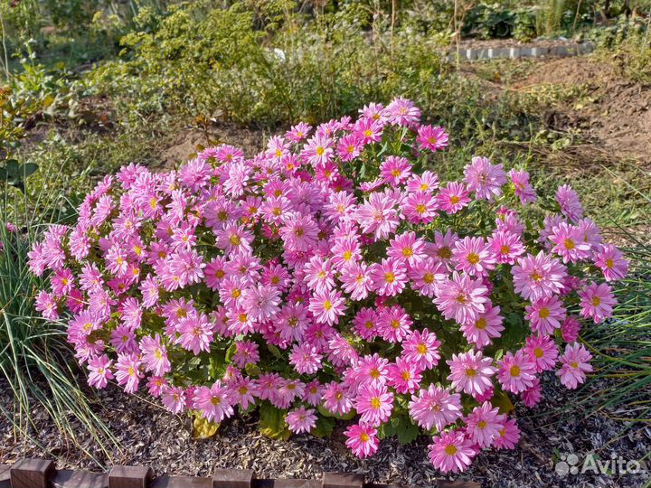 Цветы для сада