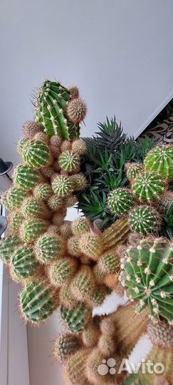 Кактусы и суккуленты