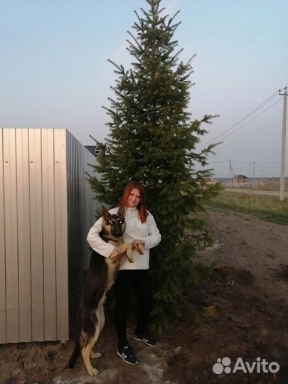 Щенки немецкой овчарки